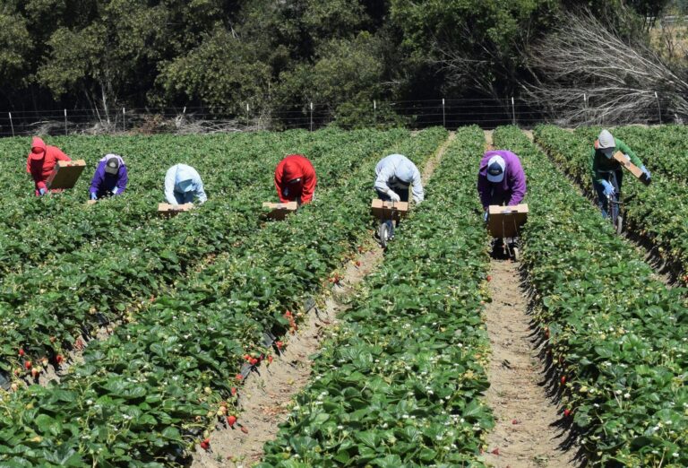 agricultura